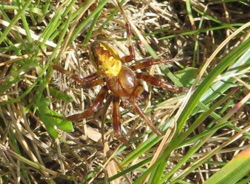 Araneus quadratus